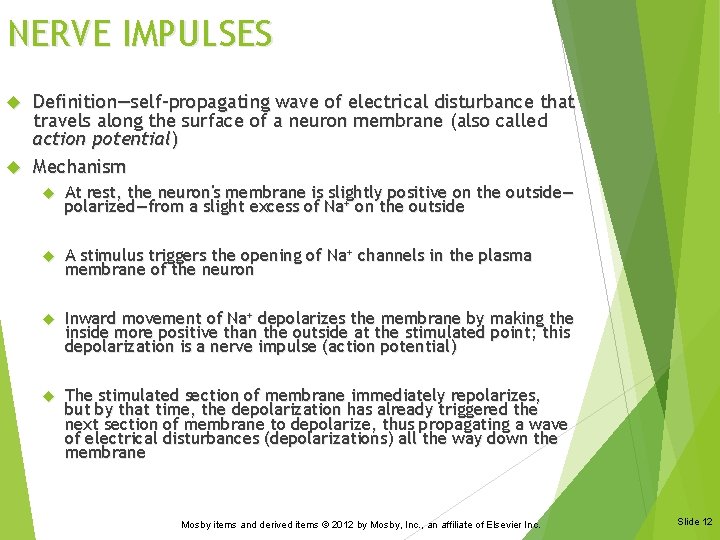 Chapter 8 The Nervous System Mosby items and