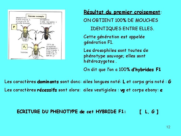 Résultat du premier croisement: ON OBTIENT 100% DE MOUCHES IDENTIQUES ENTRE ELLES. Cette génération