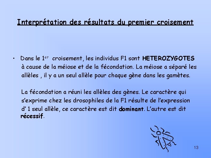 Interprétation des résultats du premier croisement • Dans le 1 er croisement, les individus