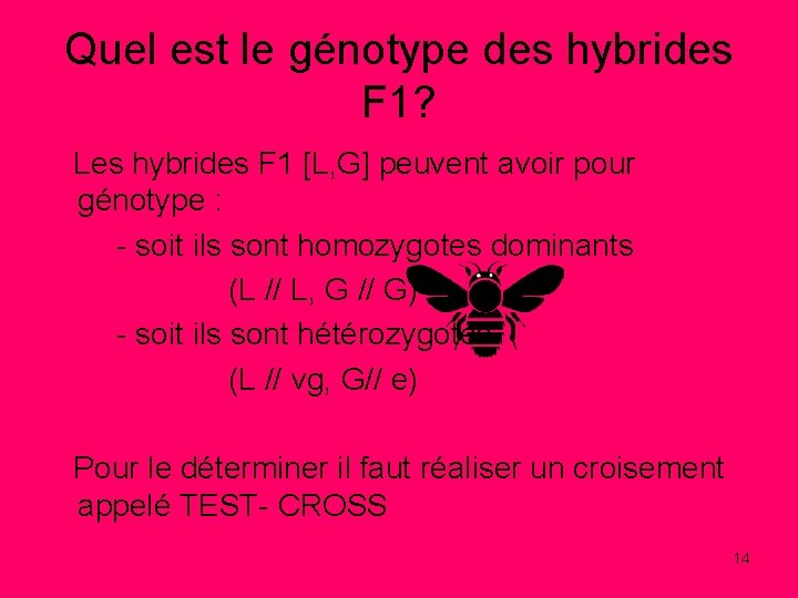 Quel est le génotype des hybrides F 1? Les hybrides F 1 [L, G]