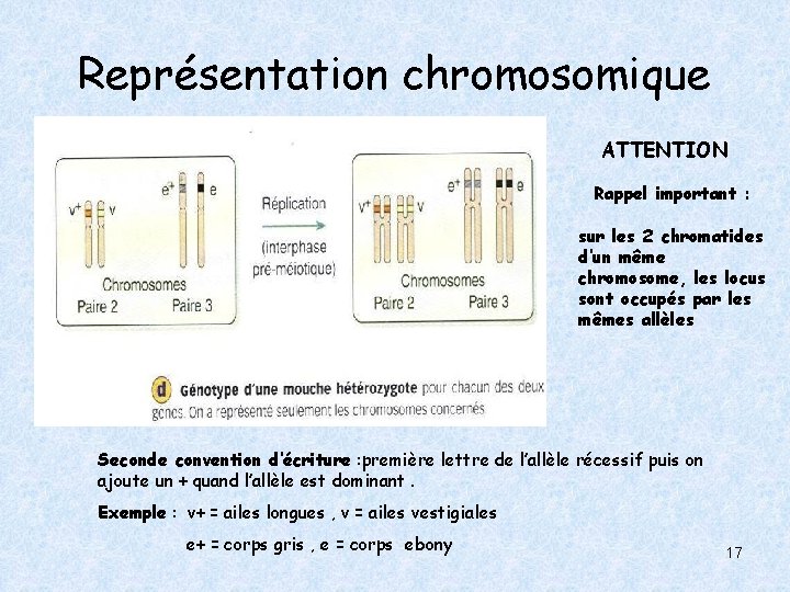 Représentation chromosomique ATTENTION Rappel important : sur les 2 chromatides d’un même chromosome, les