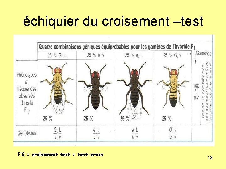 échiquier du croisement –test F’ 2 = croisement test = test-cross 18 