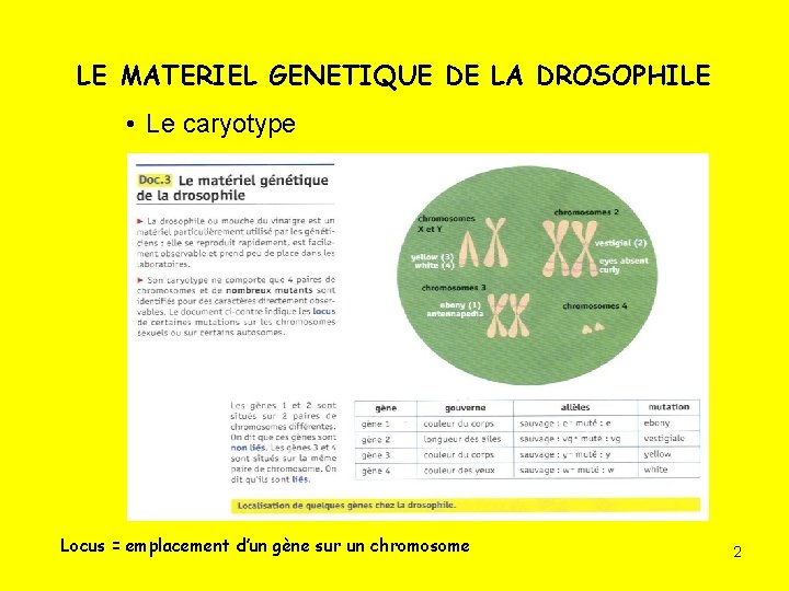 LE MATERIEL GENETIQUE DE LA DROSOPHILE • Le caryotype Locus = emplacement d’un gène