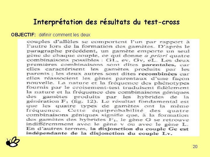 Interprétation des résultats du test-cross OBJECTIF: définir comment les deux 20 