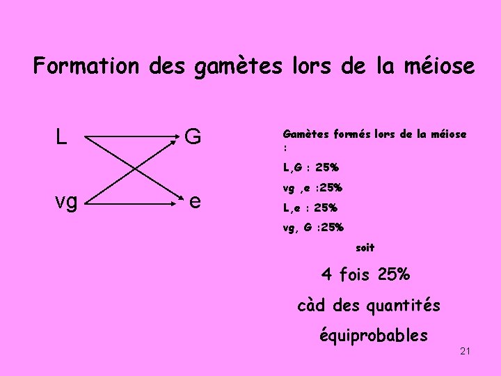 Formation des gamètes lors de la méiose L G Gamètes formés lors de la