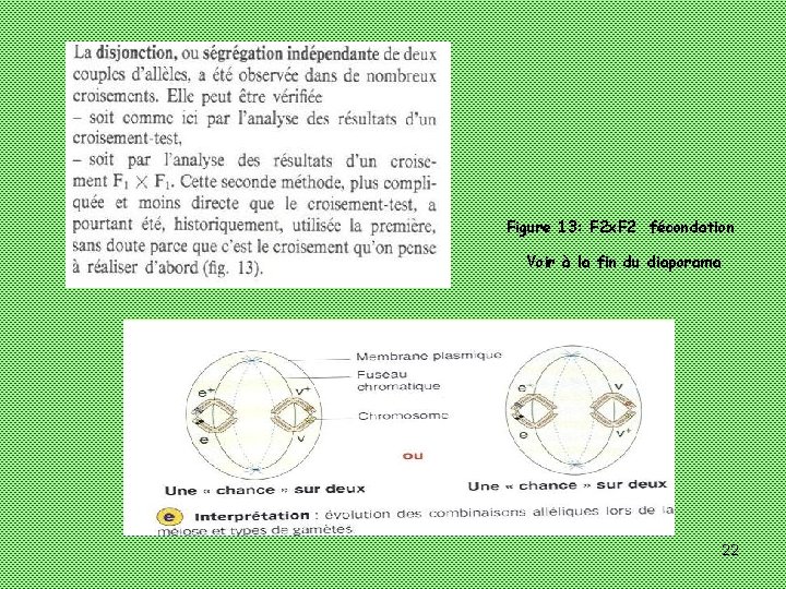 Figure 13: F 2 x. F 2 fécondation Voir à la fin du diaporama