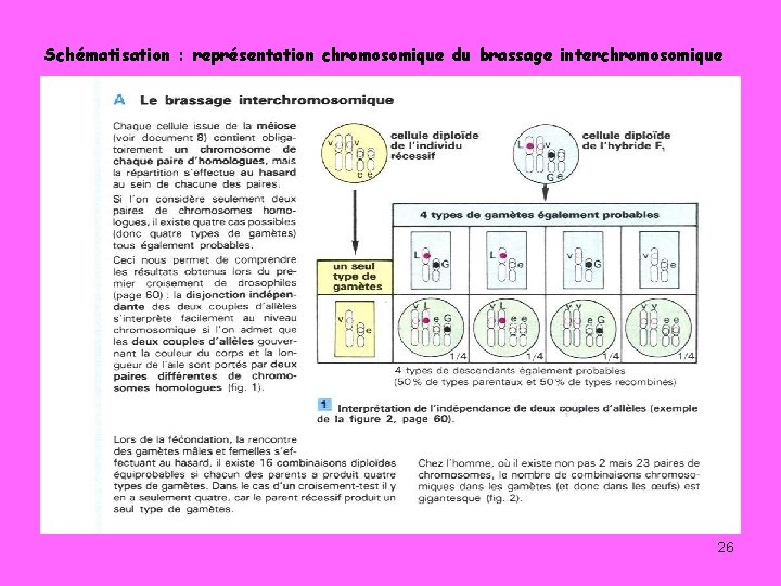 Schématisation : représentation chromosomique du brassage interchromosomique 26 