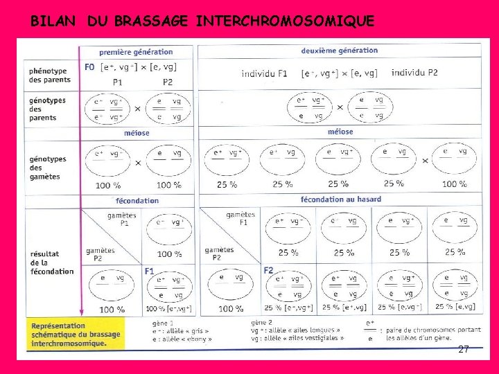 BILAN DU BRASSAGE INTERCHROMOSOMIQUE 27 