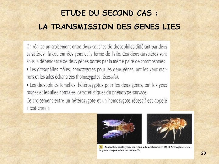 ETUDE DU SECOND CAS : LA TRANSMISSION DES GENES LIES 29 