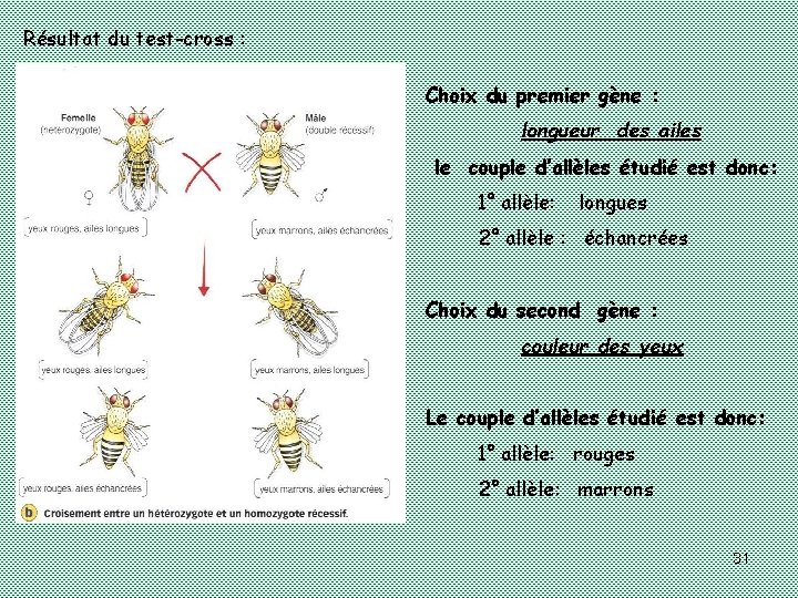 Résultat du test-cross : Choix du premier gène : longueur des ailes le couple