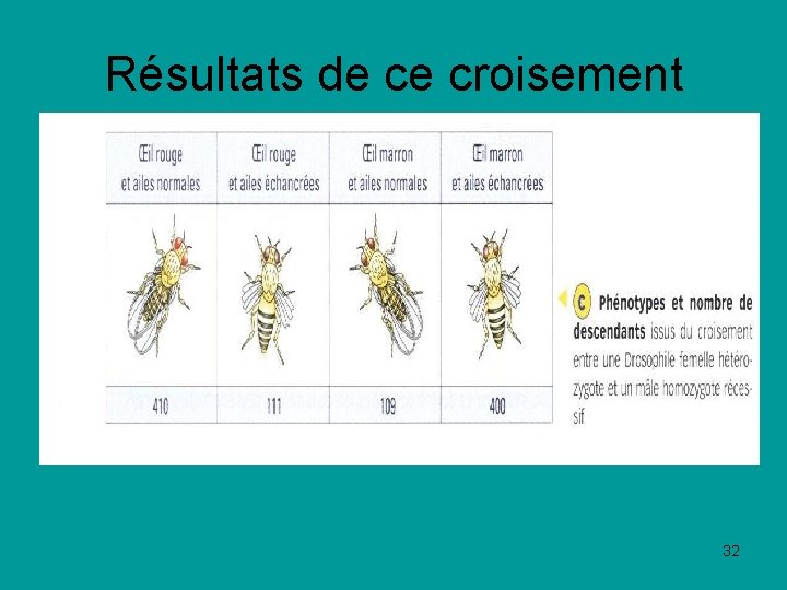 Résultats de ce croisement 32 