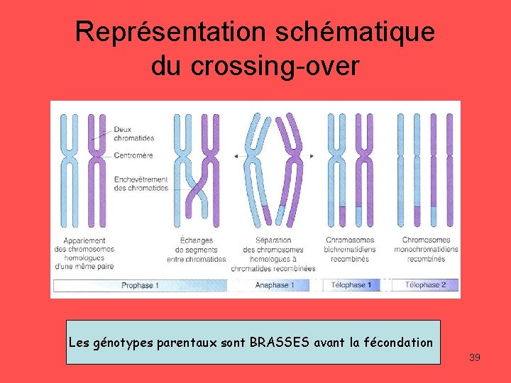 Représentation schématique du crossing-over Les génotypes parentaux sont BRASSES avant la fécondation 39 