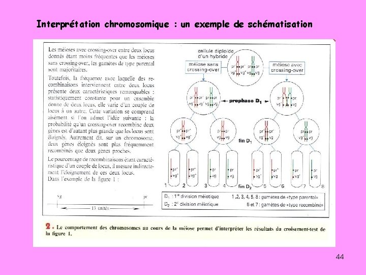 Interprétation chromosomique : un exemple de schématisation 44 