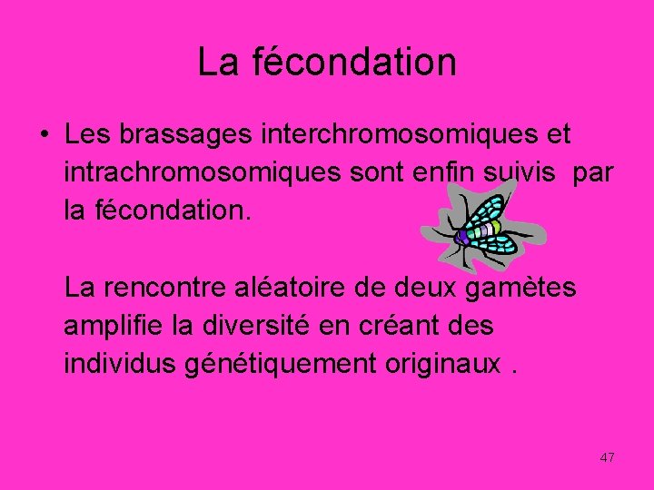 La fécondation • Les brassages interchromosomiques et intrachromosomiques sont enfin suivis par la fécondation.