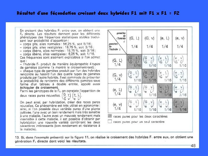 Résultat d’une fécondation croisant deux hybrides F 1 soit F 1 x F 1