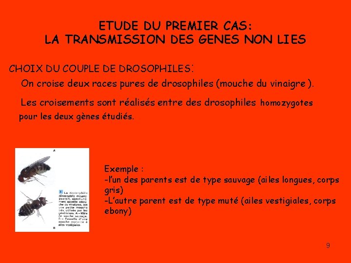 ETUDE DU PREMIER CAS: LA TRANSMISSION DES GENES NON LIES CHOIX DU COUPLE DE