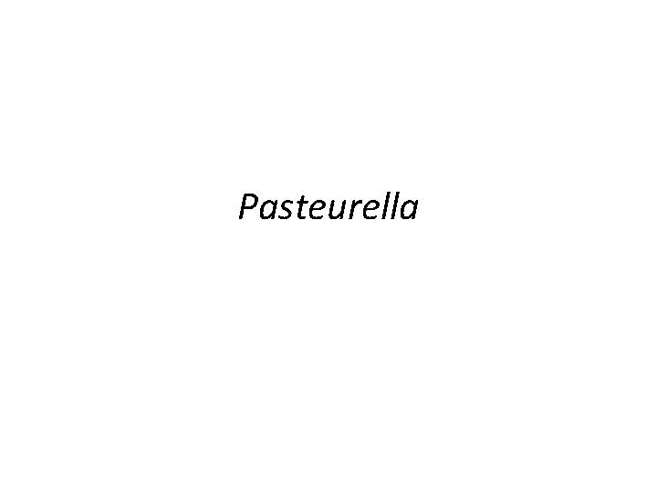 Pasteurella 