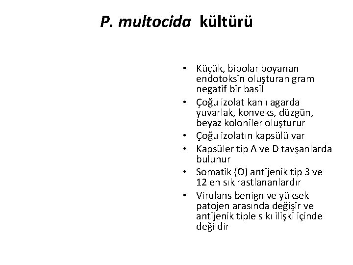 P. multocida kültürü • Küçük, bipolar boyanan endotoksin oluşturan gram negatif bir basil •