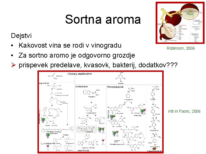 Sortna aroma Dejstvi • Kakovost vina se rodi v vinogradu Robinson, 2006 • Za