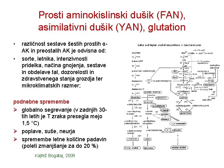 Prosti aminokislinski dušik (FAN), asimilativni dušik (YAN), glutation • • različnost sestave šestih prostih