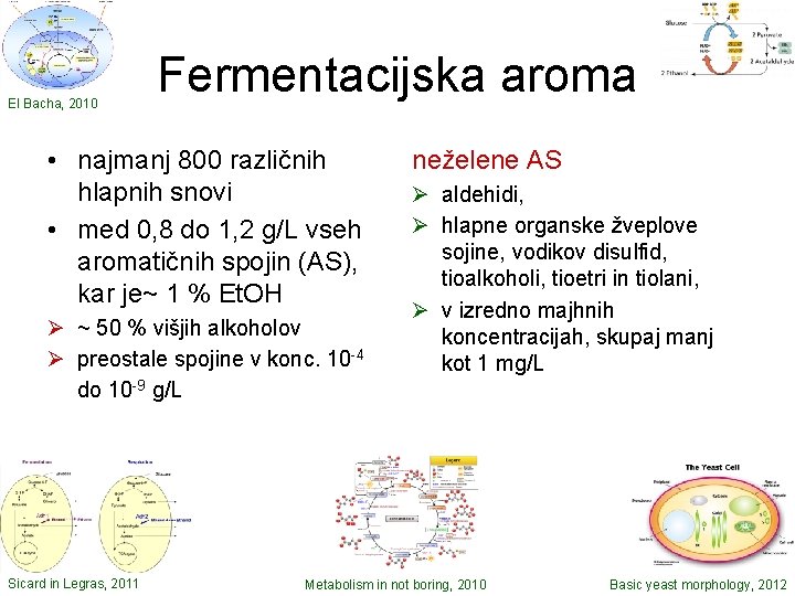 El Bacha, 2010 Fermentacijska aroma • najmanj 800 različnih hlapnih snovi • med 0,