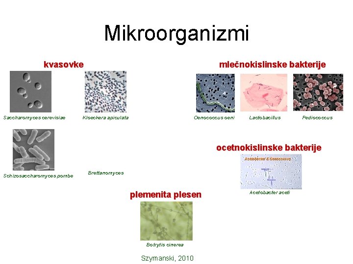 Mikroorganizmi kvasovke Saccharomyces cerevisiae mlečnokislinske bakterije Kloeckera apiculata Oenococcus oeni Lactobacillus Pediococcus ocetnokislinske bakterije