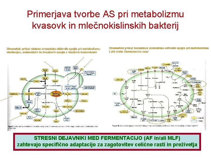 Primerjava tvorbe AS pri metabolizmu kvasovk in mlečnokislinskih bakterij STRESNI DEJAVNIKI MED FERMENTACIJO (AF