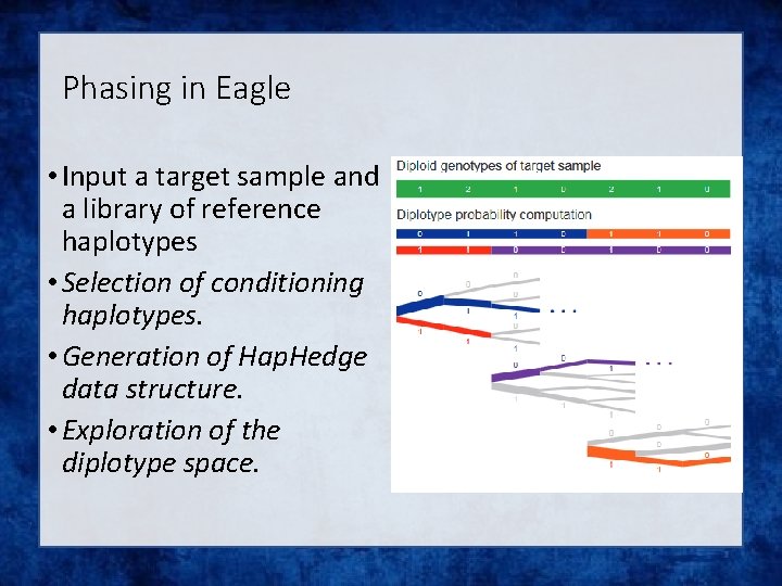 Phasing in Eagle • Input a target sample and a library of reference haplotypes