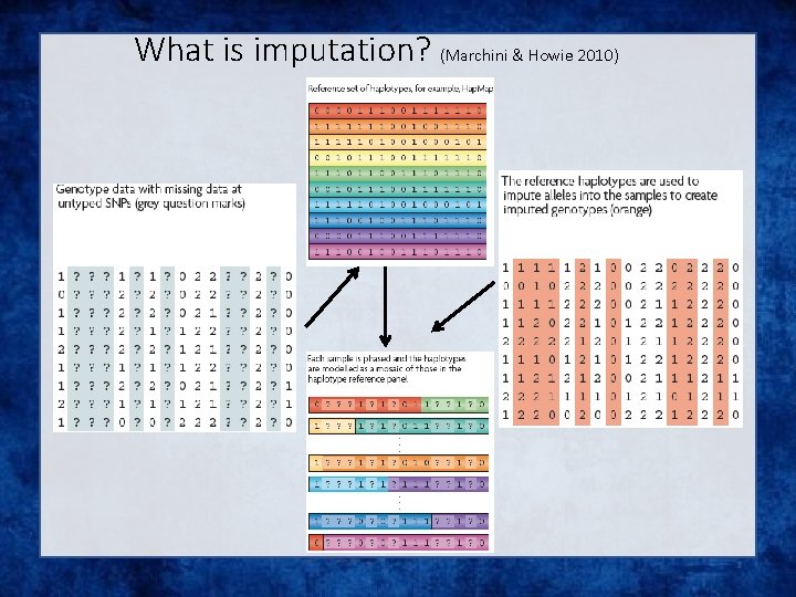 What is imputation? (Marchini & Howie 2010) 