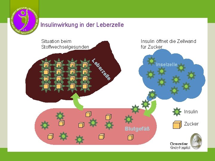 Insulinwirkung in der Leberzelle Insulin öffnet die Zellwand für Zucker Situation beim Stoffwechselgesunden be