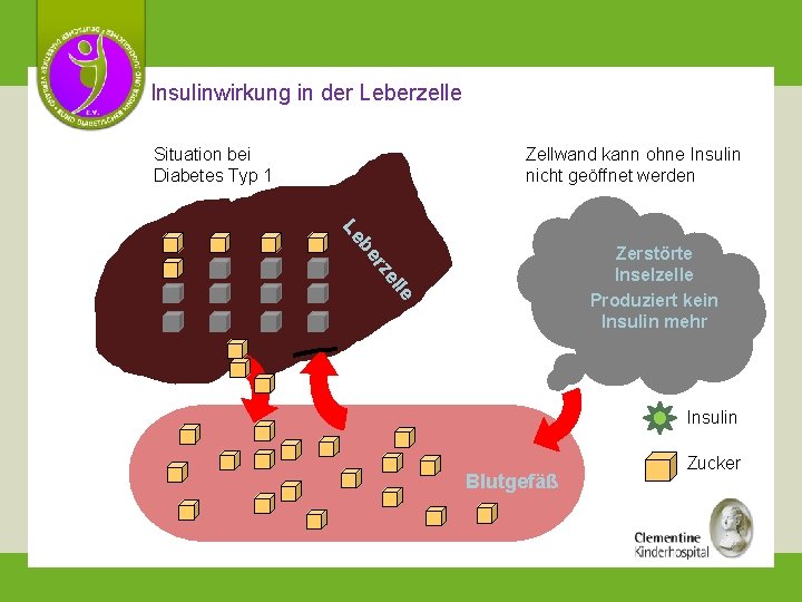 Insulinwirkung in der Leberzelle Zellwand kann ohne Insulin nicht geöffnet werden Situation bei Diabetes