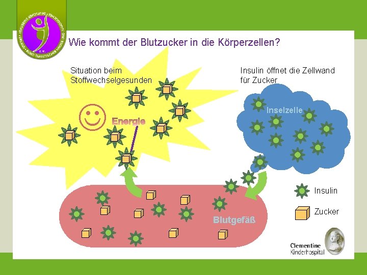 Wie kommt der Blutzucker in die Körperzellen? Situation beim Stoffwechselgesunden Insulin öffnet die Zellwand