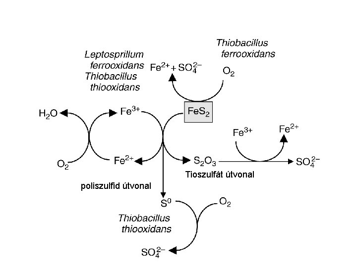 Tioszulfát útvonal poliszulfid útvonal 