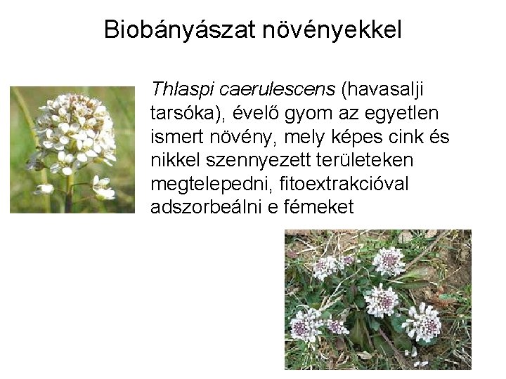 Biobányászat növényekkel Thlaspi caerulescens (havasalji tarsóka), évelő gyom az egyetlen ismert növény, mely képes