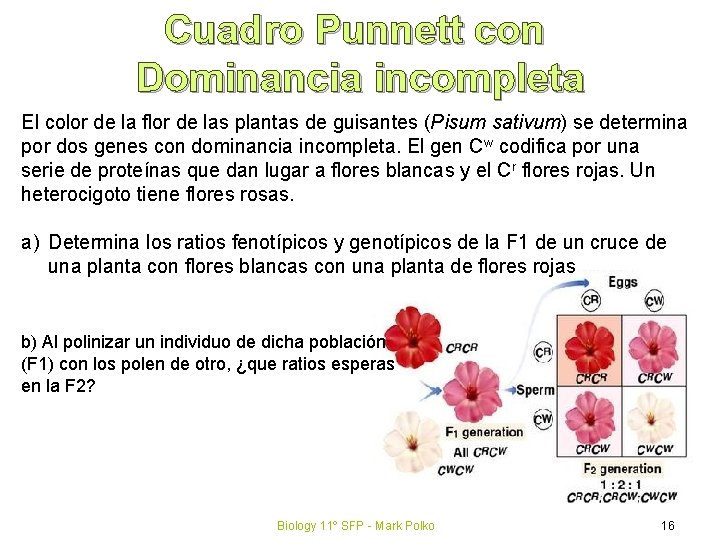 Cuadro Punnett con Dominancia incompleta El color de la flor de las plantas de