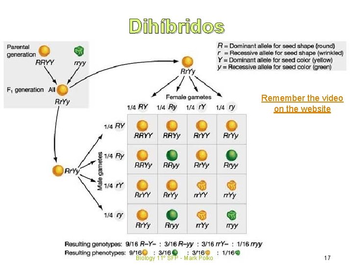 Dihíbridos Remember the video on the website Biology 11º SFP - Mark Polko 17