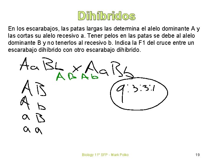 Dihíbridos En los escarabajos, las patas largas las determina el alelo dominante A y