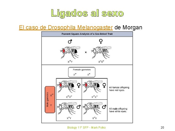 Ligados al sexo El caso de Drosophila Melanogaster de Morgan Biology 11º SFP -