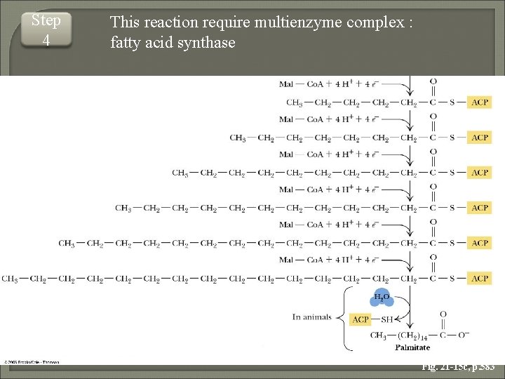 Metabolism of the lipids Fatty acids have 4