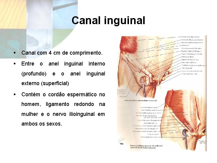 Canal inguinal § Canal com 4 cm de comprimento. § Entre o (profundo) anel