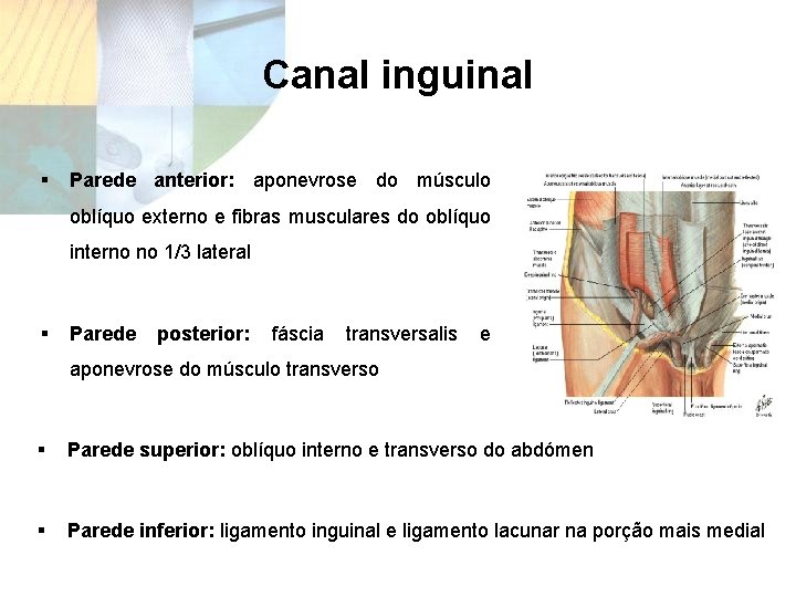 Canal inguinal § Parede anterior: aponevrose do músculo oblíquo externo e fibras musculares do