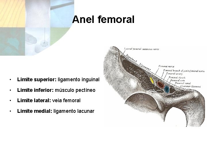 Anel femoral • Limite superior: ligamento inguinal • Limite inferior: músculo pectíneo • Limite