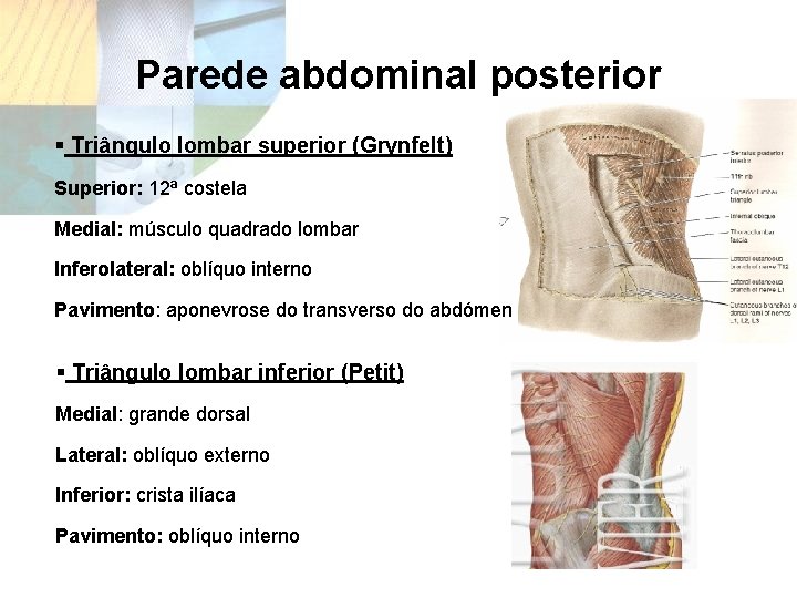 Parede abdominal posterior § Triângulo lombar superior (Grynfelt) Superior: 12ª costela Medial: músculo quadrado