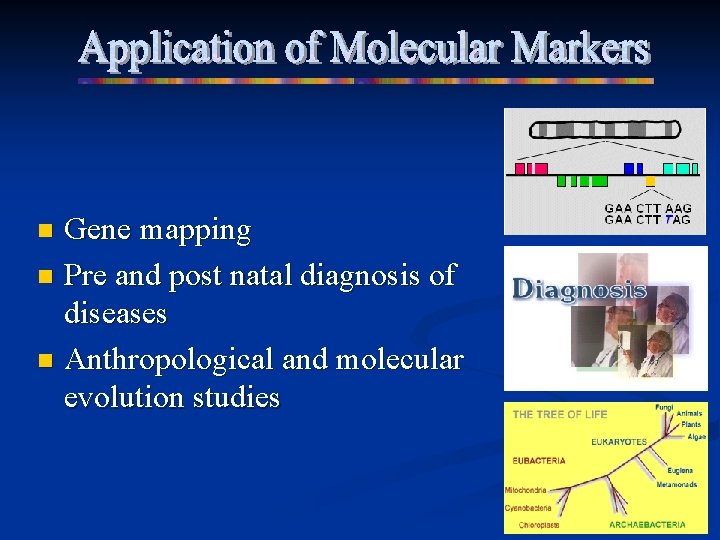 Gene mapping n Pre and post natal diagnosis of diseases n Anthropological and molecular