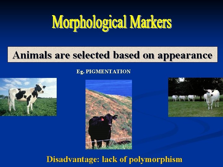 Animals are selected based on appearance Eg. PIGMENTATION Disadvantage: lack of polymorphism 