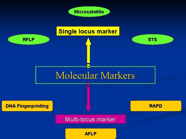 Microsatellite Single locus marker RFLP STS Molecular Markers DNA Fingerprinting RAPD Multi-locus marker AFLP