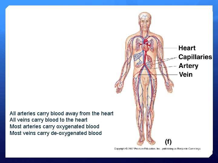 All arteries carry blood away from the heart All veins carry blood to the