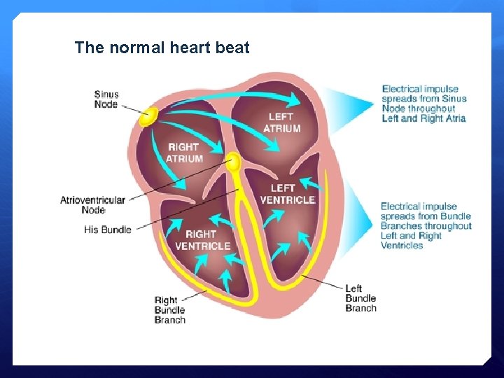 The normal heart beat 