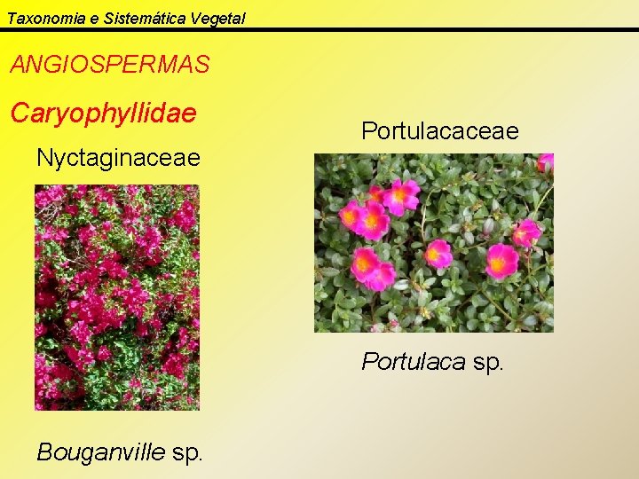 Taxonomia e Sistemática Vegetal ANGIOSPERMAS Caryophyllidae Nyctaginaceae Portulaca sp. Bouganville sp. 
