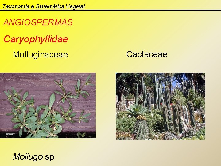 Taxonomia e Sistemática Vegetal ANGIOSPERMAS Caryophyllidae Molluginaceae Mollugo sp. Cactaceae 
